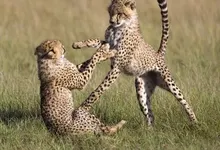 animals wild animals baby animals 1280x1024 wallpaper Art HD Wallpaper